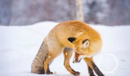 狐狸的短视频,揭秘森林中的神秘生活